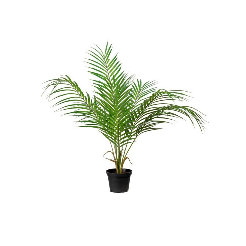 Mr. Plant Bergspalm
