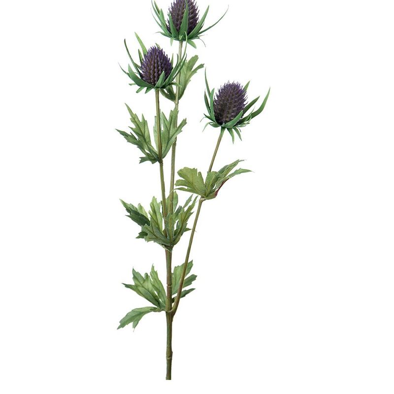 Mr.Plant Tistel 60cm