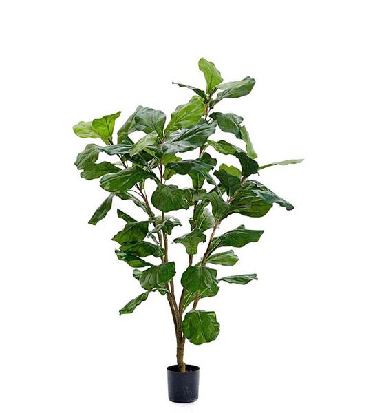 Hovedbilde Fiolfokus 120