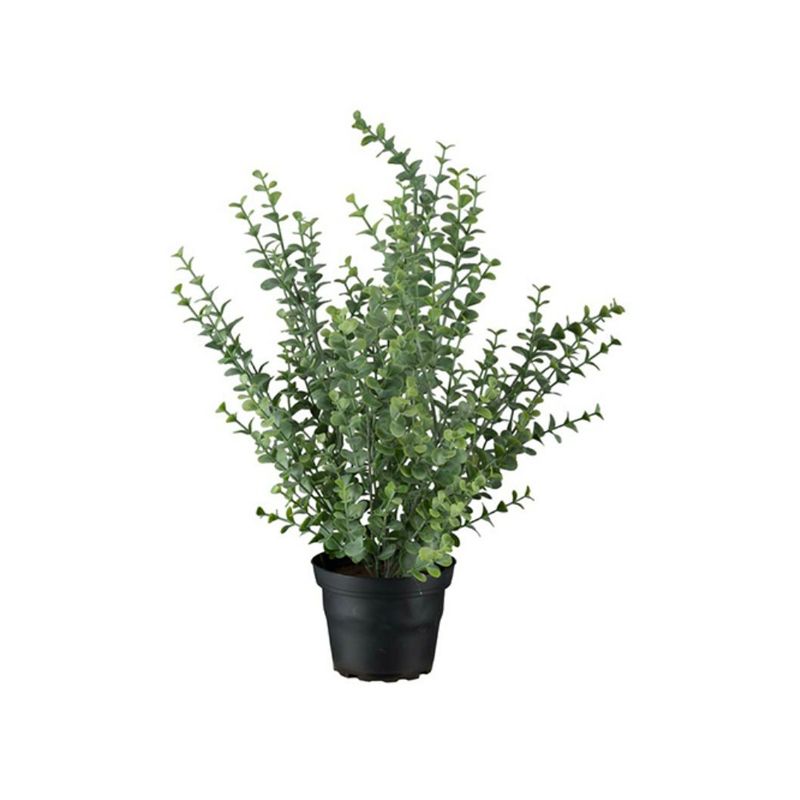 Mr. Plant Eucalyptusplante 40cm