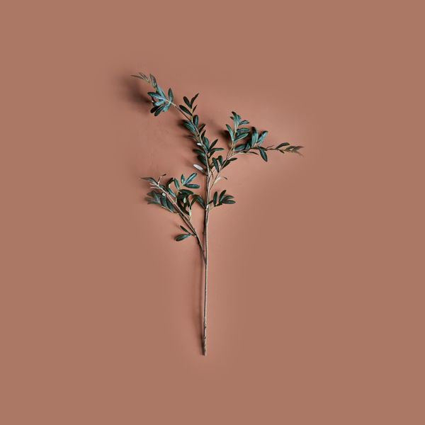 Hovedbilde Olivengren