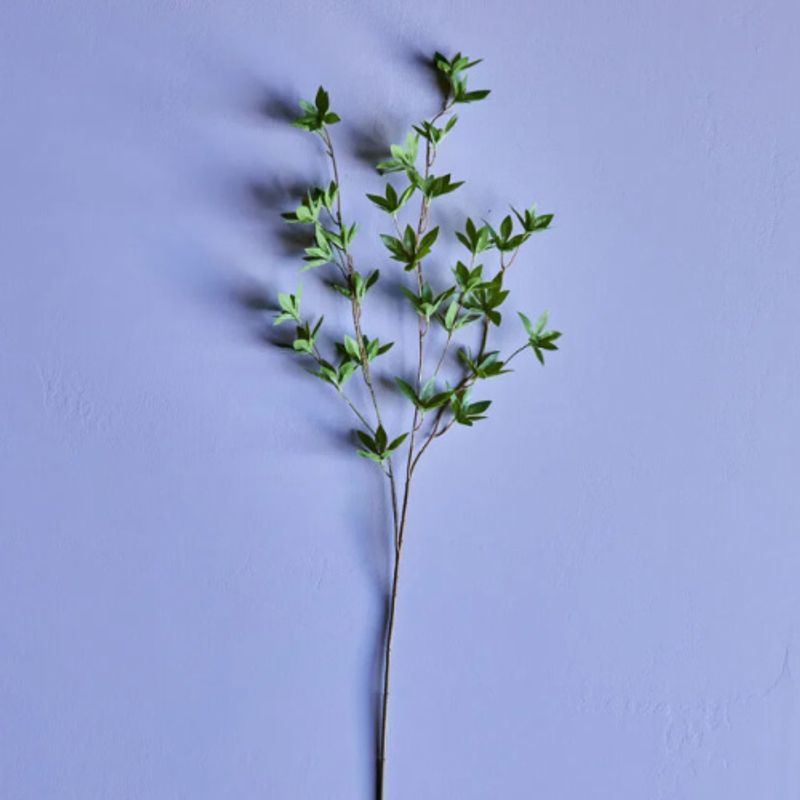 Japonica Evighetsblomst