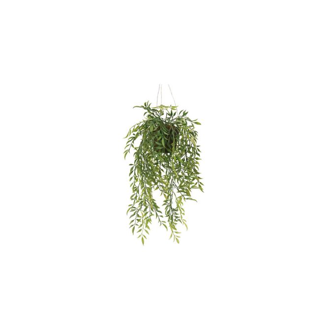 Hovedbilde Hoya hengeplante