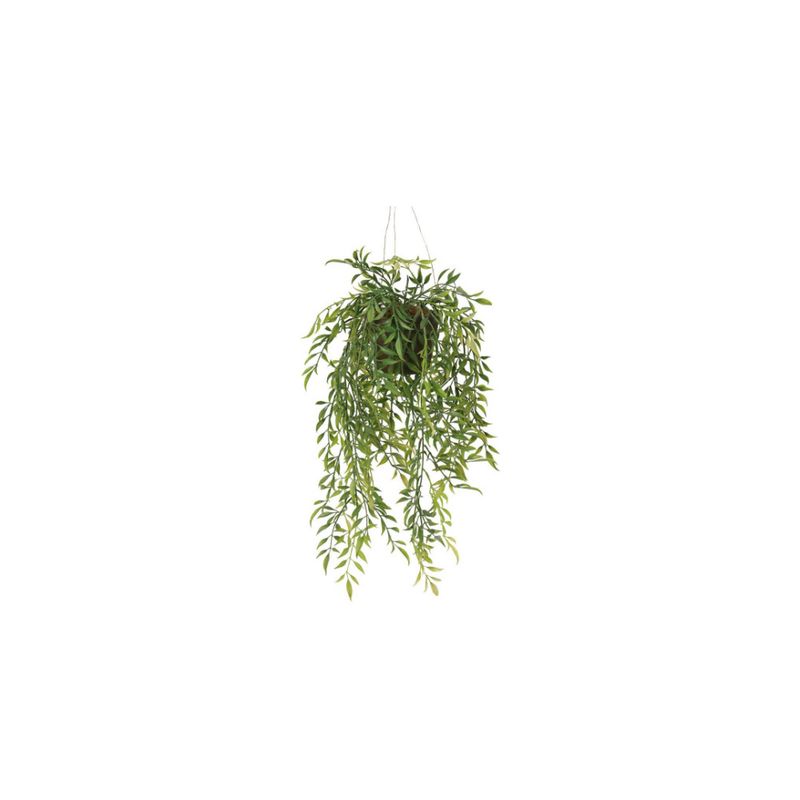 Hoya hengeplante