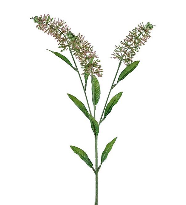 Hovedbilde Astilbe pink