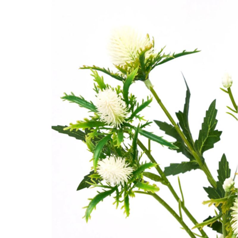 Eryngium evighetsblomster