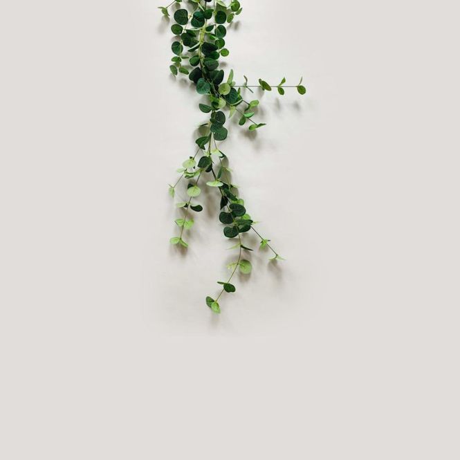 Hovedbilde Girlander eukalyptus