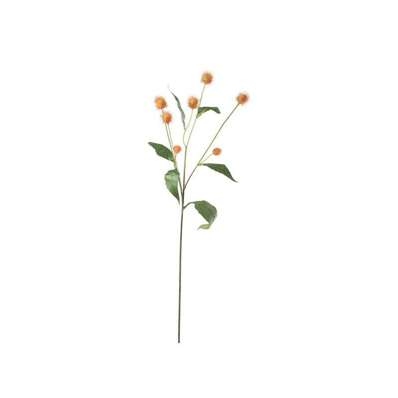 Mr.plant Tistel