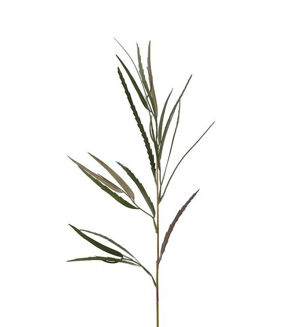 Hovedbilde Grevillea Mr. Plant
